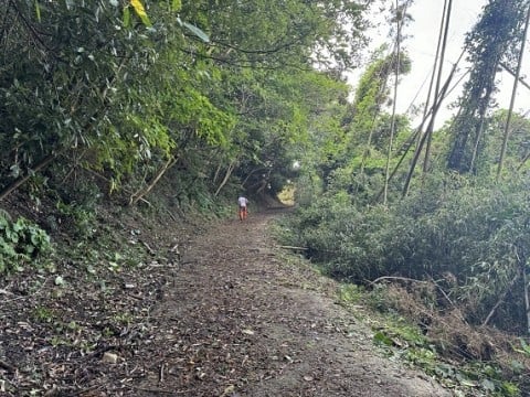 山側から枝が出ていたり、路面に木、葉、石が散乱しており車の通行に支障があります